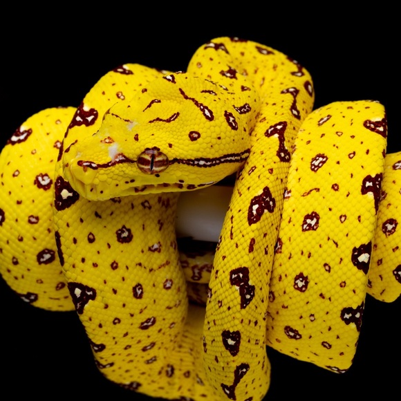 Meet your Posher, Derrick - Picture 1 of 1